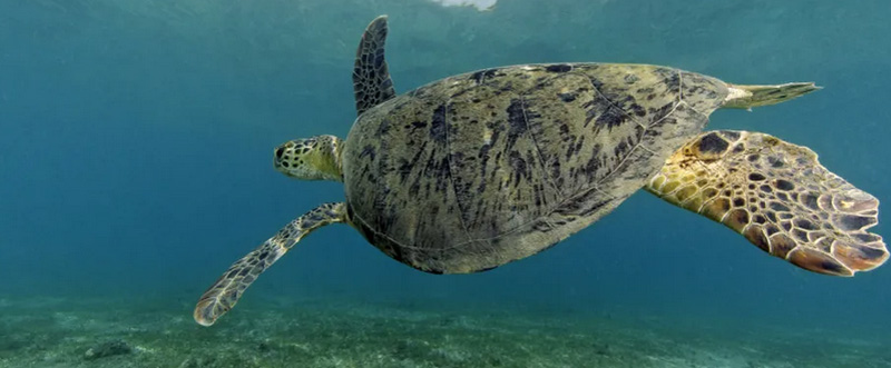 tortue.jpg